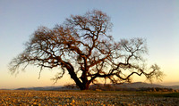 The Great Oak At Henry Coe Park